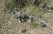 Anteprima di Echinopsis bridgesii