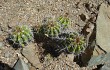 Anteprima di Echinopsis bridgesii