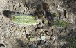 Anteprima di Echinopsis bridgesii