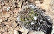 Anteprima di Echinopsis bridgesii