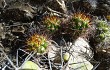 Anteprima di Echinopsis bridgesii