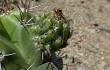 Anteprima di Echinopsis bridgesii