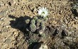 Anteprima di Echinopsis bridgesii