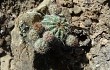 Anteprima di Echinopsis bridgesii