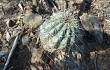 Anteprima di Echinopsis bridgesii