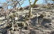 Anteprima di Echinopsis bridgesii