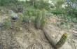 Anteprima di Echinopsis bridgesii