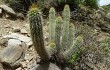 Anteprima di Echinopsis bridgesii