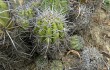 Anteprima di Echinopsis bridgesii