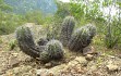 Anteprima di Echinopsis bridgesii