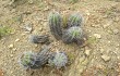 Anteprima di Echinopsis bridgesii