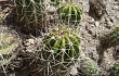 Anteprima di Echinopsis bridgesii