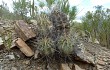 Anteprima di Echinopsis bridgesii