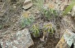 Anteprima di Echinopsis bridgesii