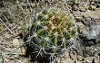 Anteprima di Echinopsis bridgesii