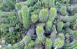 Anteprima di Echinopsis bridgesii