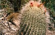 Preview photo Echinopsis formosa