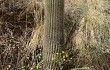 Anteprima di Echinopsis formosa