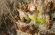 Vista previa de Echinopsis formosa