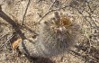 Vista previa de Echinopsis formosa