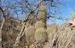 Preview photo Echinopsis formosa