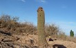 Anteprima di Echinopsis formosa