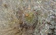 Preview photo Echinopsis formosa