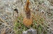 Preview photo Echinopsis formosa