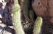 Anteprima di Echinopsis caulescens