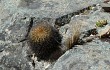 Anteprima di Echinopsis chrysochete