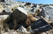 Anteprima di Echinopsis chrysochete