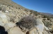 Preview photo Echinopsis chrysochete