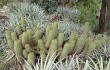 Anteprima di Echinopsis huascha