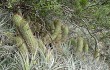 Anteprima di Echinopsis huascha