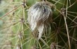 Anteprima di Echinopsis huascha