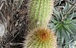 Anteprima di Echinopsis huascha