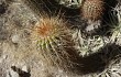 Vista previa de Echinopsis huascha