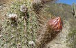 Anteprima di Echinopsis huascha