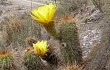 Anteprima di Echinopsis huascha