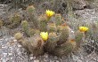 Anteprima di Echinopsis huascha