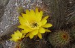 Vista previa de Echinopsis huascha