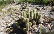 Vista previa de Echinopsis huascha