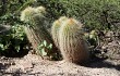 Anteprima di Echinopsis huascha