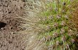 Anteprima di Echinopsis huascha