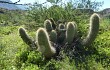 Vista previa de Echinopsis huascha