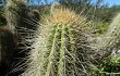 Vista previa de Echinopsis huascha