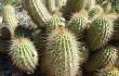 Anteprima di Echinopsis huascha