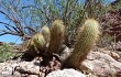 Vista previa de Echinopsis huascha