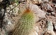 Anteprima di Echinopsis huascha