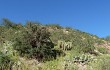 Anteprima di Echinopsis huascha